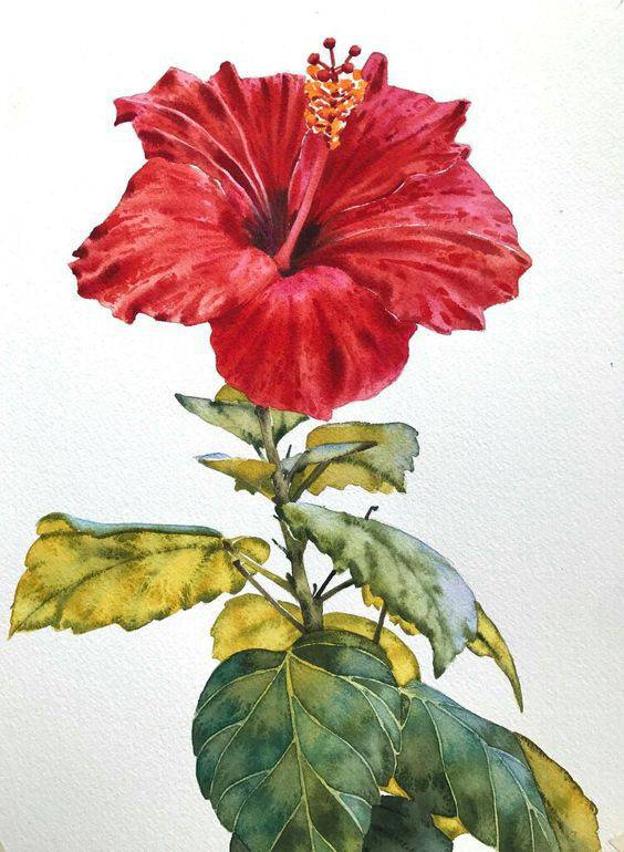 Realistic Hibiscus Drawing