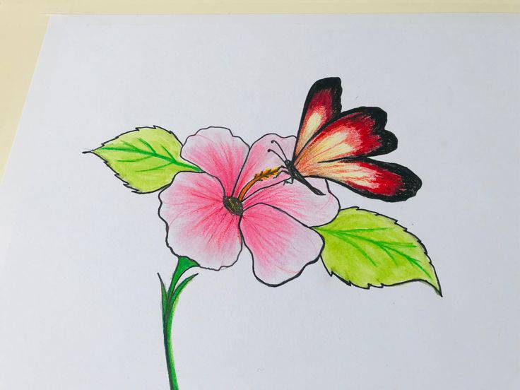 Rose Flower Drawing