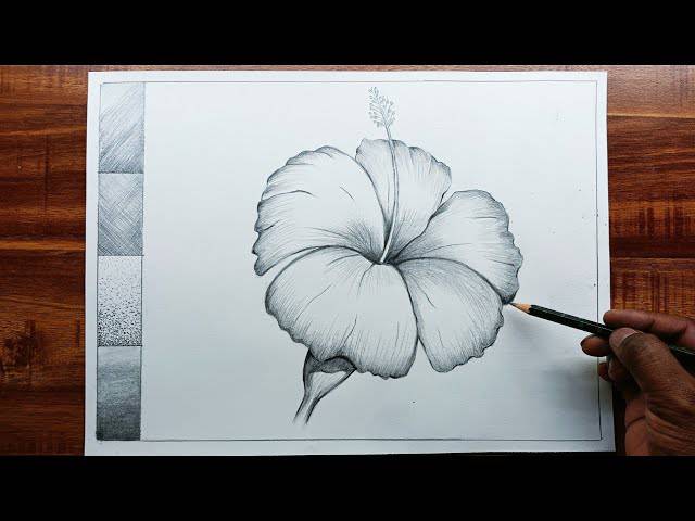 Show Me How To Draw A Hibiscus Flower