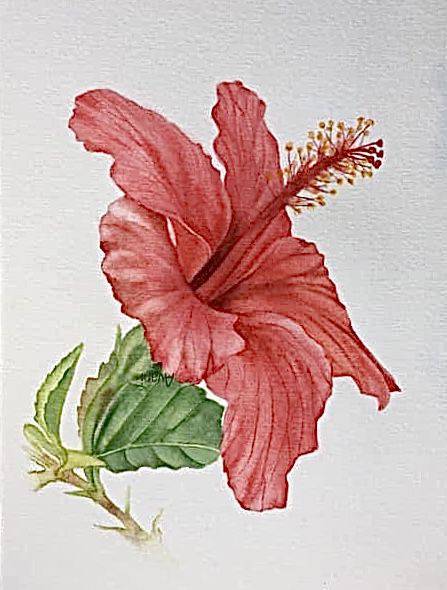 Simple Drawing Of Hibiscus Flower