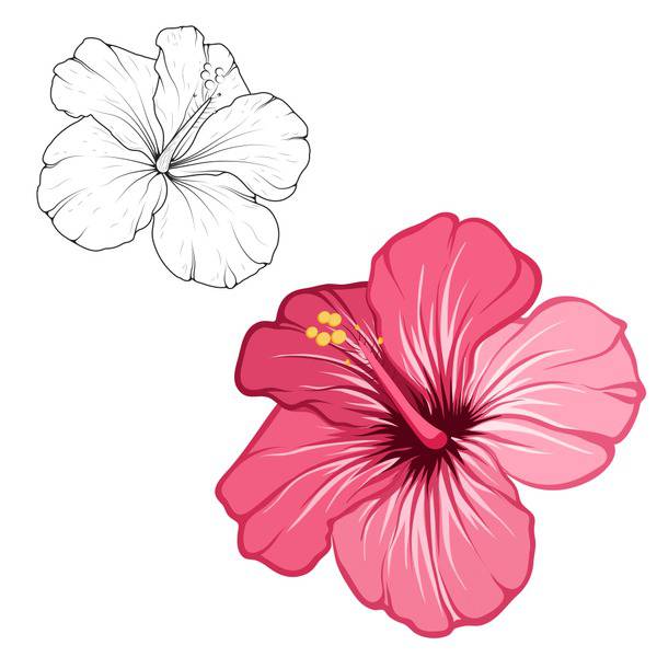 Sketch Hibiscus Flower Drawing