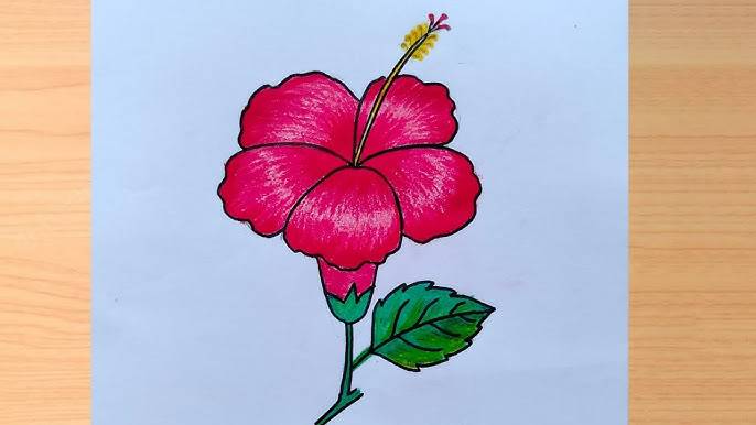 Sketch Of Hibiscus