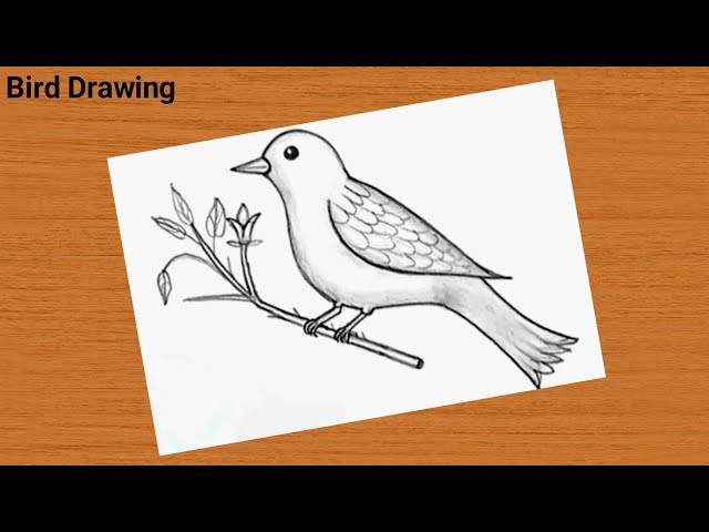 The Laws Guide To Drawing Birds