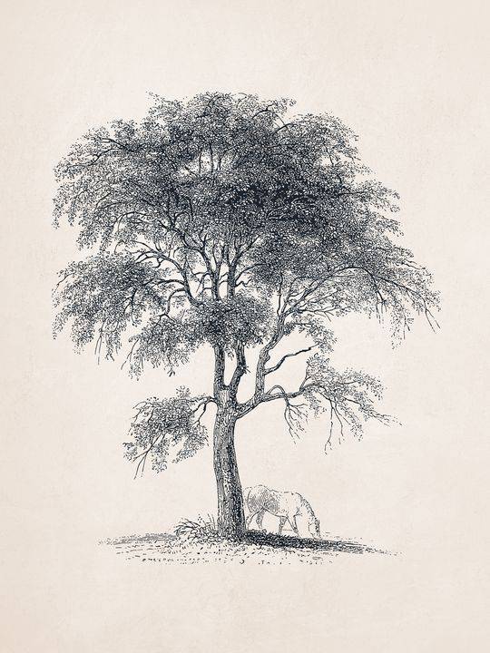 Tree And Roots Drawing