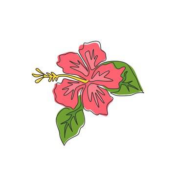 White Hibiscus Drawing