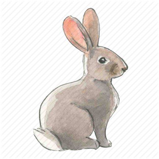 200 Rabbit Drawing