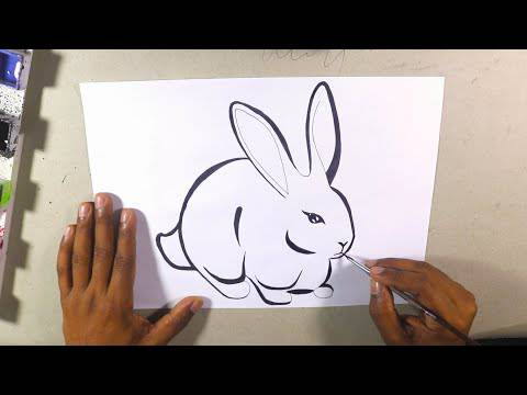 Beautiful Rabbit Drawing