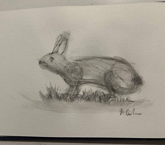 Bunny Drawing Art