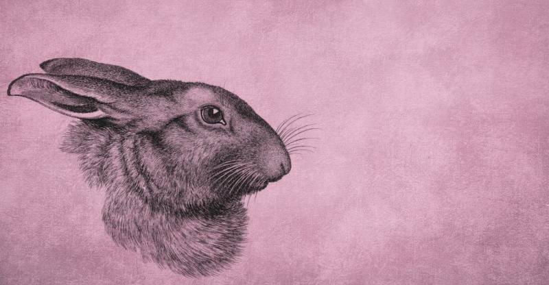 Bunny Drawing Realistic Easy