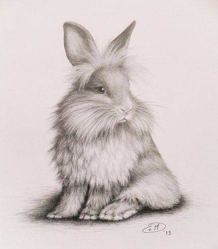 Bunny Drawing Realistic