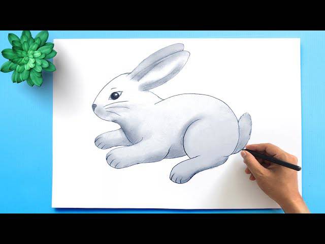 Bunny Drawing