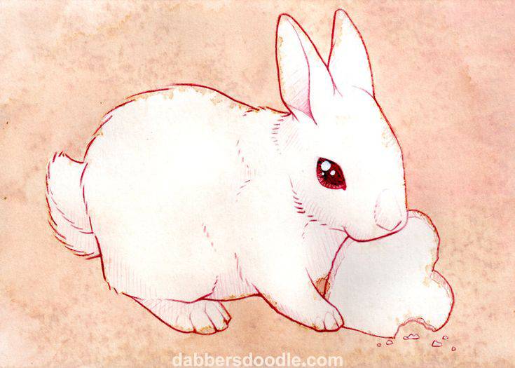 Bunny Face Drawing Cute