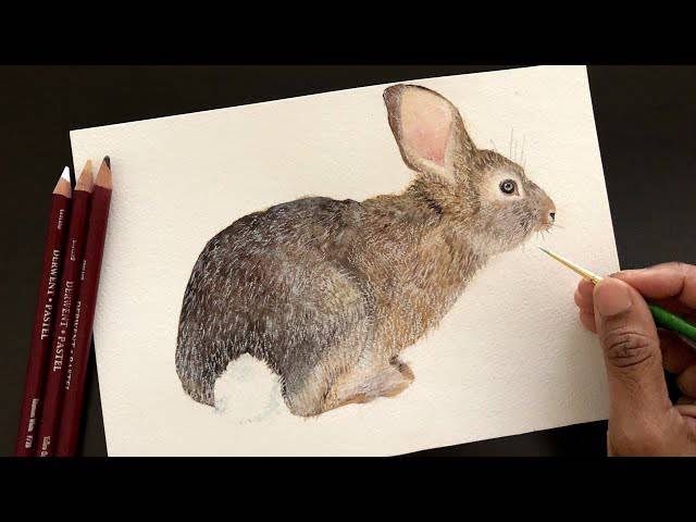 Bunny Ink Drawing