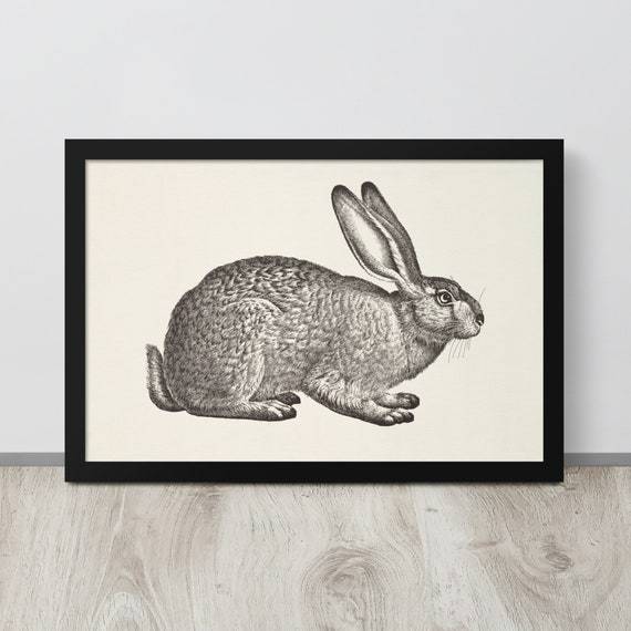 Draw A Rabbit Easily