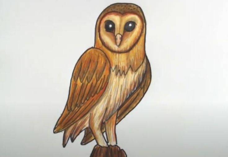 Easy Barn Owl Drawing