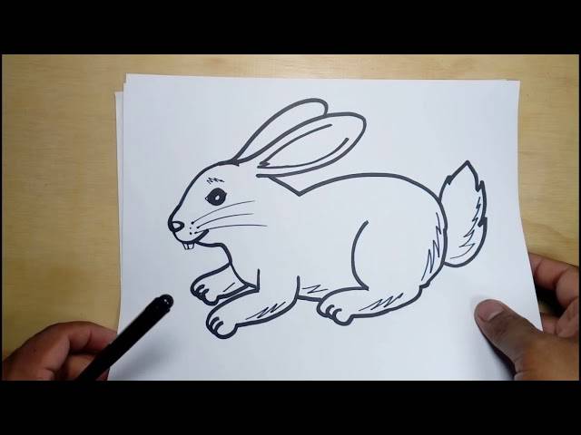 Easy Bunny Rabbit Drawing