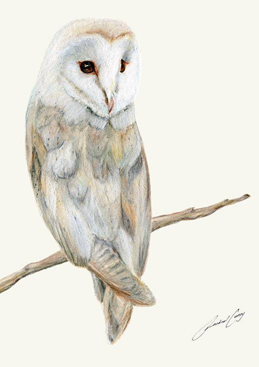 Easy To Draw Snowy Owl