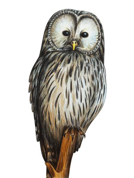 Grey Owl Drawing