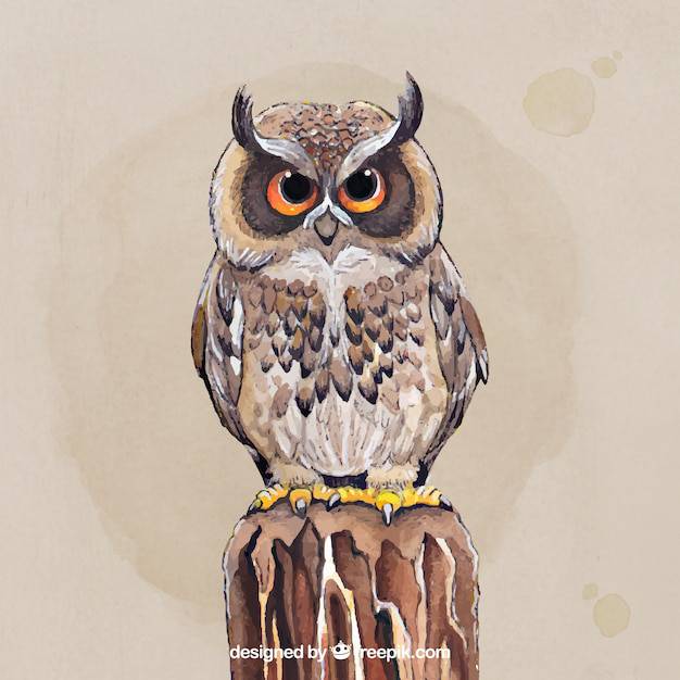 Hibou Drawing