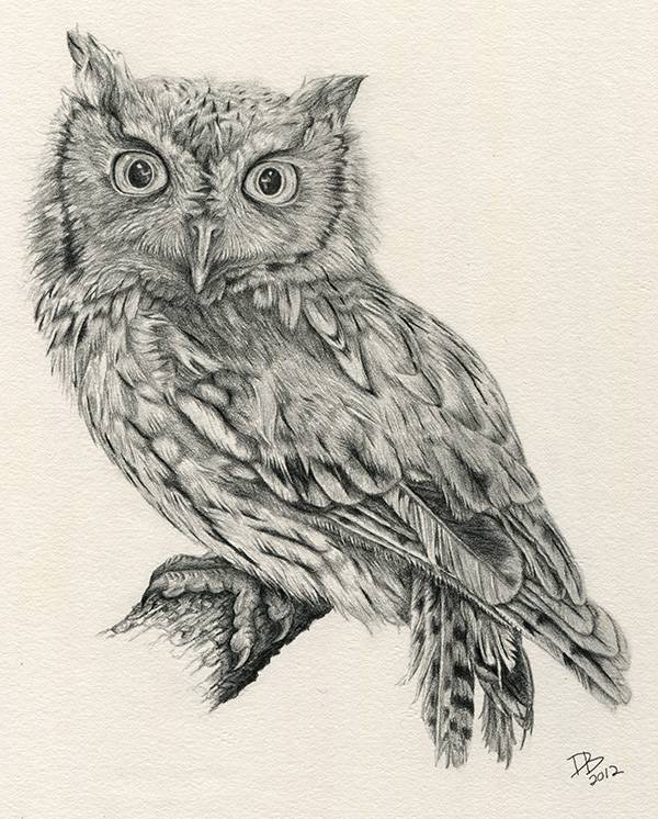 Image Of Owl For Drawing