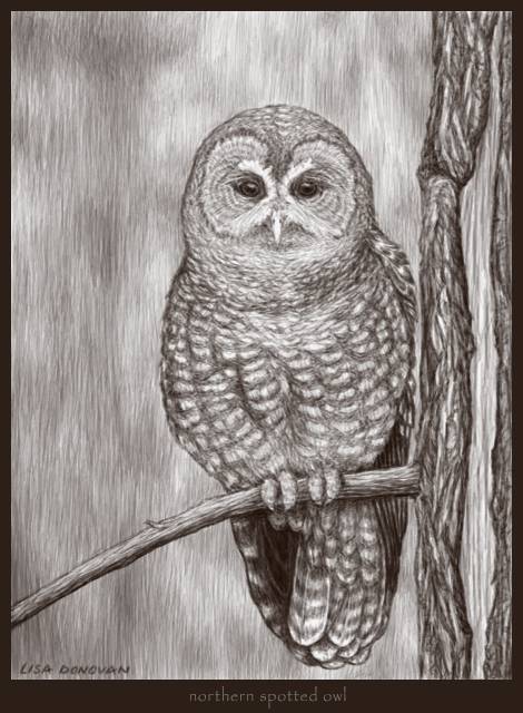 One Line Owl Drawing