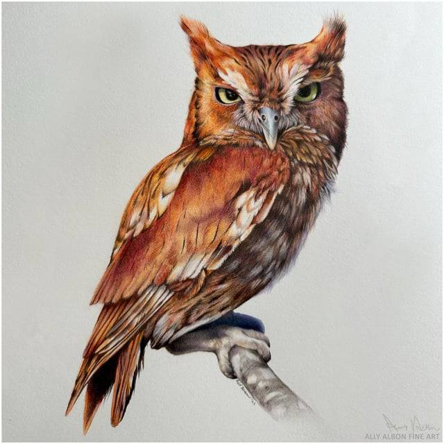 Owl Bird Drawing