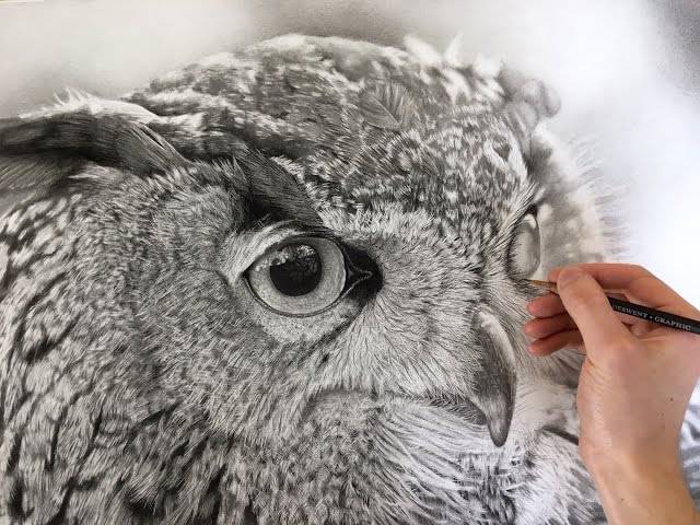 Owl Black And White Drawing