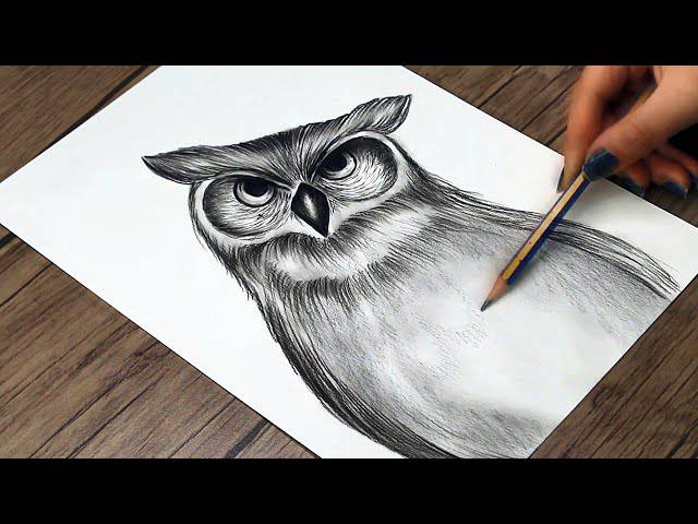 Owl Cartoon Drawing Easy