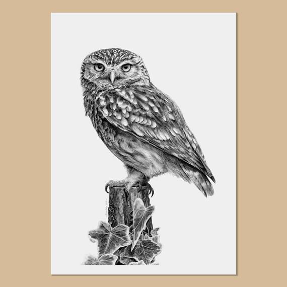 Owl Drawing Easy Color