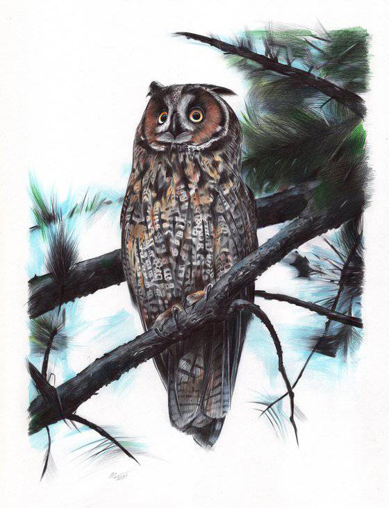 Owl Drawing Easy