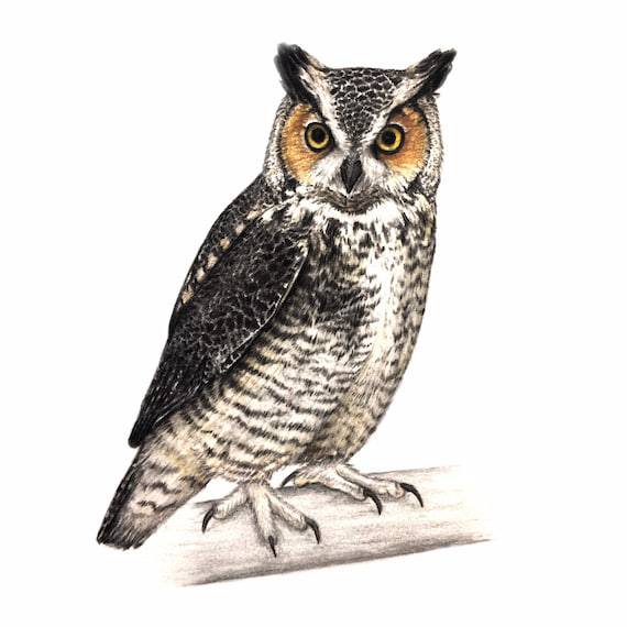 Owl Drawing Images Easy