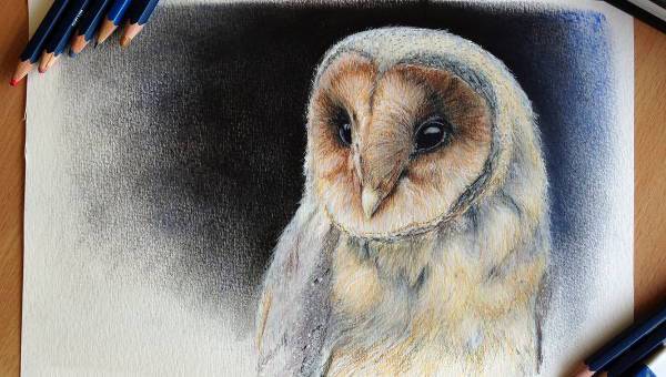 Owl Drawing In Colour