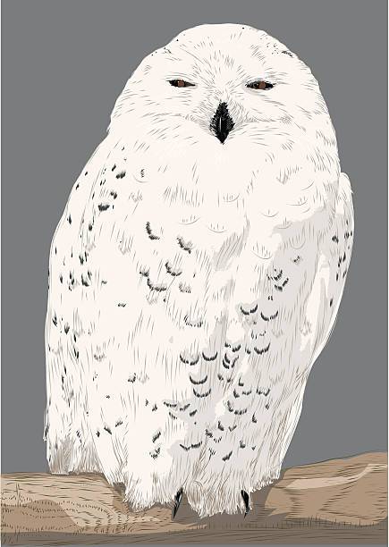 Owl How To Draw Easy