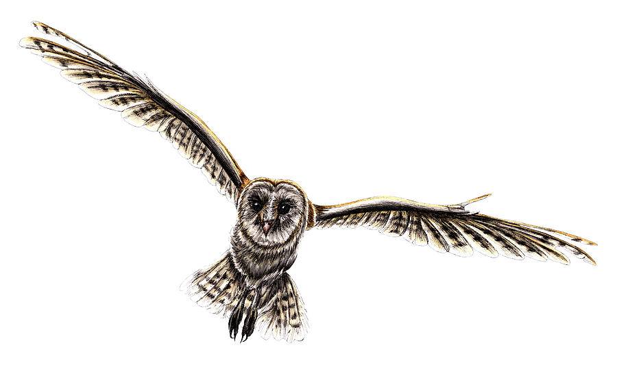 Owl Images Sketch