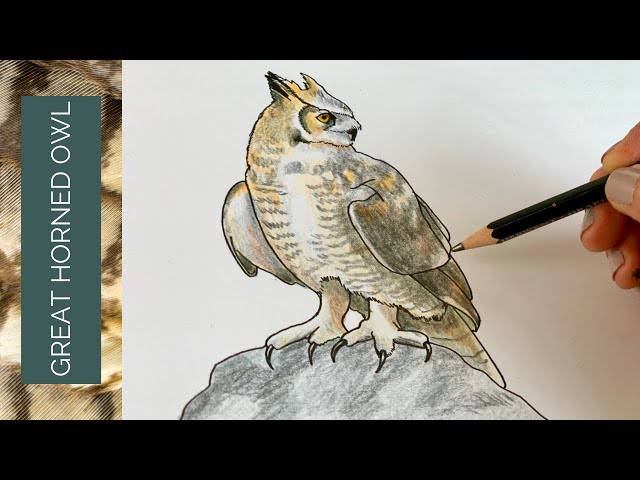 Owl Moon Drawing