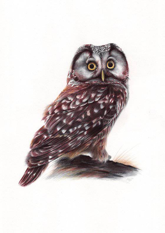 Owl Pencil Drawing