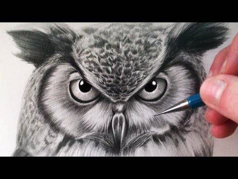 Owl Wing Drawing