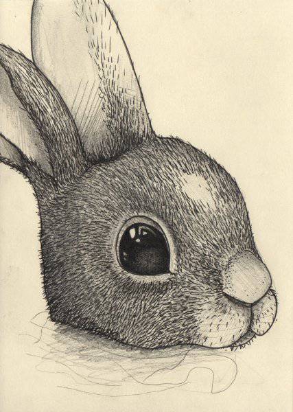 Step By Step Drawing Of A Rabbit